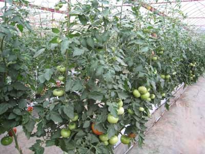 Giống cà chua trong nhà lưới