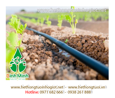 Cung cấp hệ thống tưới nhỏ giọt cho vườn hoa ly tại Thanh Hóa
