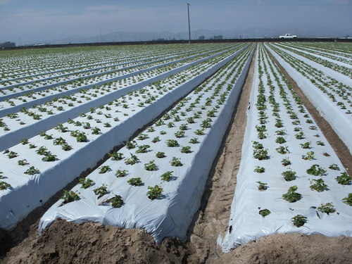 Hướng dẫn sử dụng màng phủ nông nghiệp để trồng rau.